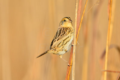 Attwater NWR 1-12-14 1263.JPG