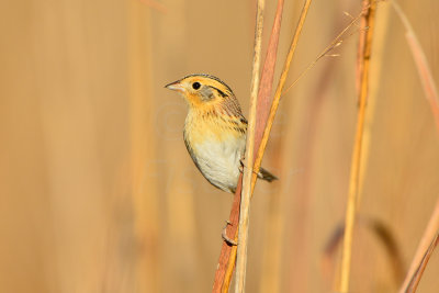 Attwater NWR 1-12-14 1277.JPG