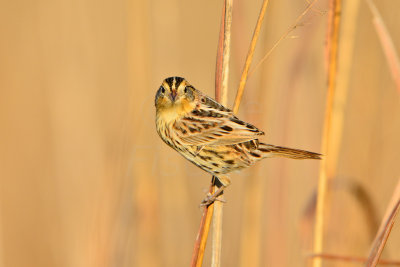 Attwater NWR 1-12-14 1307.JPG