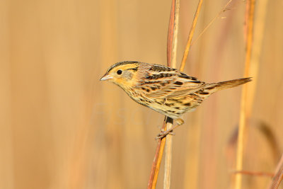 Attwater NWR 1-12-14 1309.JPG