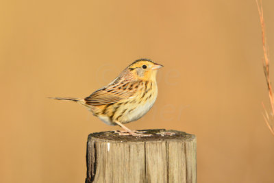 Attwater NWR 1-12-14 1327.JPG