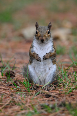 Eastern Gray Squirrel