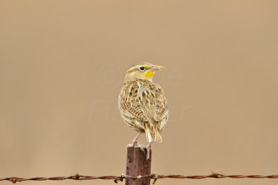 Attwater NWR 12-8-13 0175-15.JPG