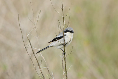 Brazoria NWR 2-16-14 0363.JPG