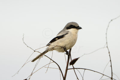 Brazoria NWR 2-16-14 0375.JPG