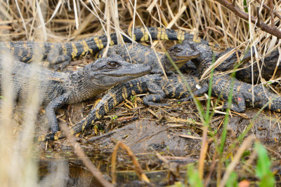 Brazoria NWR 2-16-14 0399.JPG