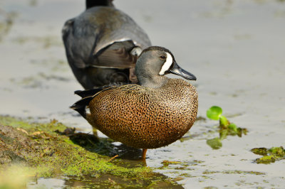 Brazos Bend SP 2-23-14 0971.JPG