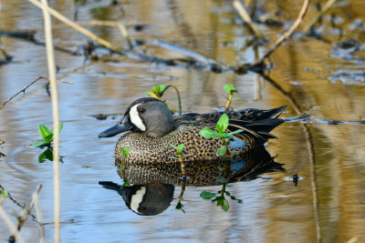 Brazos Bend SP 2-23-14 1014.JPG