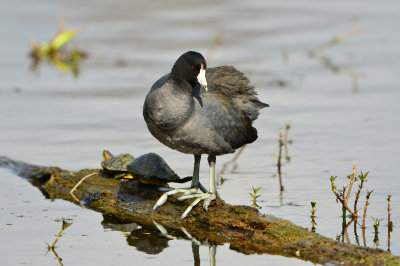 Brazos Bend SP 2-23-14 0981.JPG
