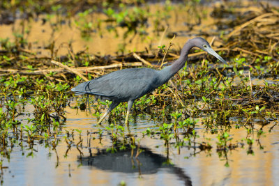 Brazos Bend SP 2-23-14 1022.JPG