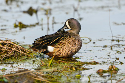 Brazos Bend SP 2-23-14 1150.JPG