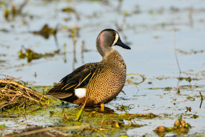 Brazos Bend SP 2-23-14 1178.JPG