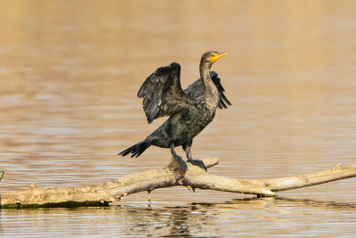 Brazos Bend SP 2-23-14 1184.JPG