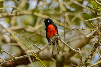 Aransas NWR 1-17-14 0044-2.JPG