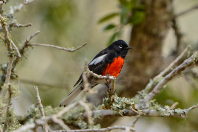 Aransas NWR 1-17-14 0080-5.JPG