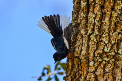 Aransas NWR 1-17-14 0097-9.JPG