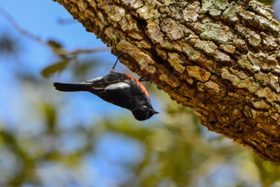 Aransas NWR 1-17-14 0106-13.JPG