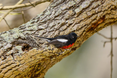 Aransas NWR 1-17-14 0130-19.JPG