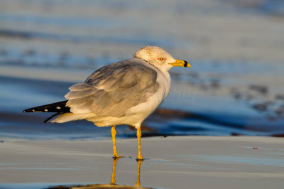 Follet's Island 2-2-13 0043-2.JPG