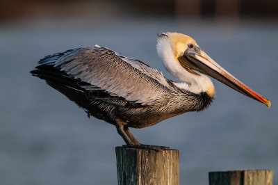 Rockport 1-18-14 0210-47.JPG