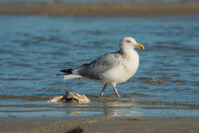Rockport 1-18-14 0359-59.JPG