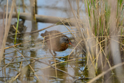 Brazoria NWR 5-2-14 1389-172.JPG