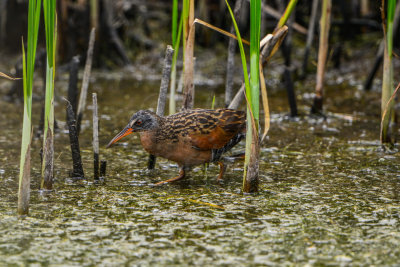 Brazoria NWR 5-2-14 1418-175.JPG