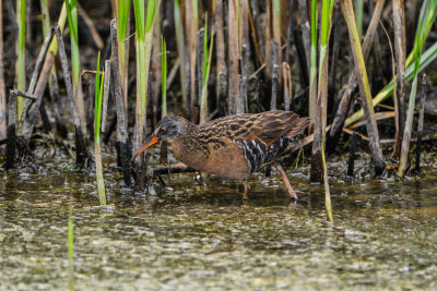 Brazoria NWR 5-2-14 1443-176.JPG