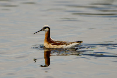 Brazoria NWR 5-2-14 1394-173.JPG