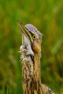 Brazoria NWR 5-2-14 1397-174.JPG