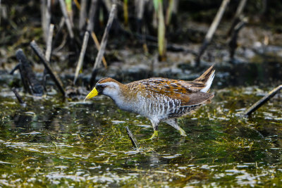 Brazoria NWR 5-2-14 1476-180.JPG