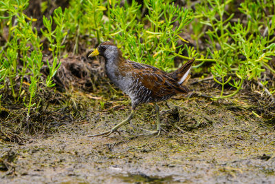 Brazoria NWR 5-2-14 1480-181.JPG