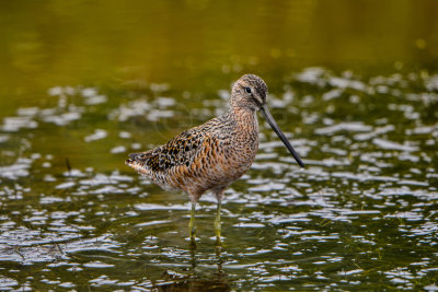 Brazoria NWR 5-2-14 1449-177.JPG