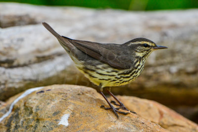 Northern Waterthrush