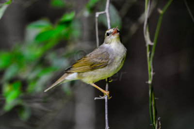 Big Thicket 5-25-14 0104-1.JPG