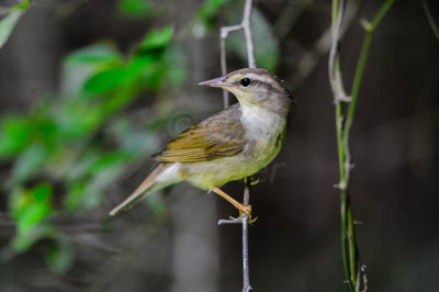 Big Thicket 5-25-14 0110-2.JPG