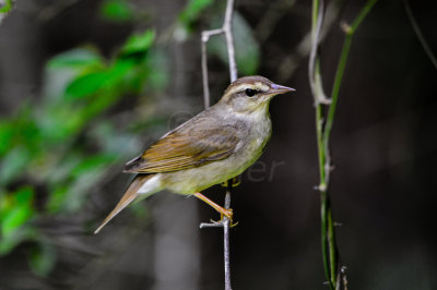 Big Thicket 5-25-14 0136-3.JPG