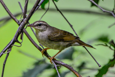 Big Thicket 5-25-14 0151-4.JPG