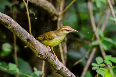 Big Thicket 5-25-14 0173-5.JPG