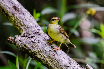 Big Thicket 5-25-14 0190-6.JPG
