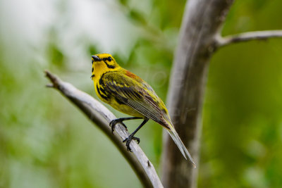 Big Thicket 5-25-14 0349-17.JPG