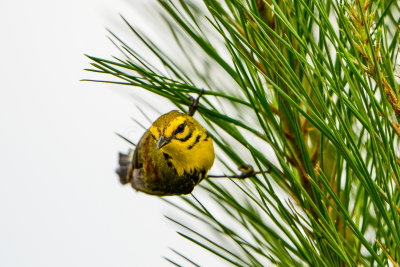 Big Thicket 5-25-14 0369-19.JPG