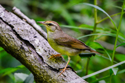 Big Thicket 5-25-14 0206-8.JPG
