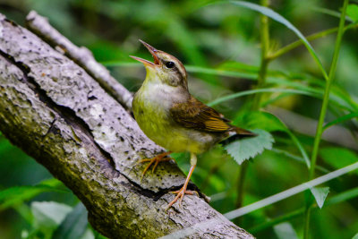 Big Thicket 5-25-14 0208-9.JPG