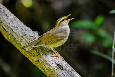 Big Thicket 5-25-14 0281-11.JPG