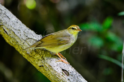 Big Thicket 5-25-14 0294-13.JPG