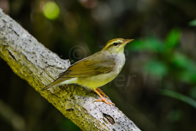 Big Thicket 5-25-14 0296-14.JPG