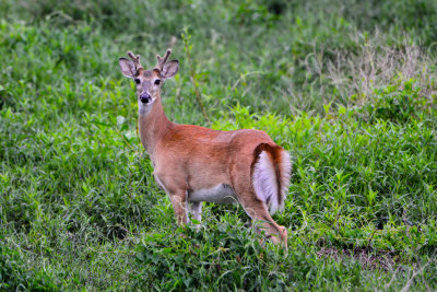 Brazoria Co. 5-26-14 0691-46.JPG