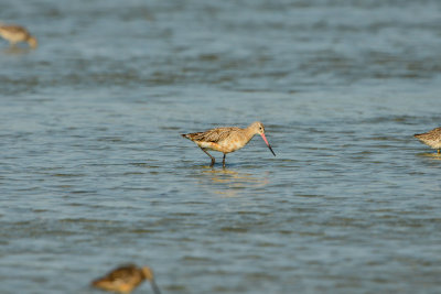 Oso Bay Corpus Christi 8-15-14 0049-3.JPG