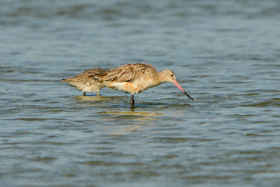 Oso Bay Corpus Christi 8-15-14 0059-4.JPG